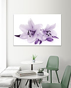 Obraz Fialová ľalia 1776